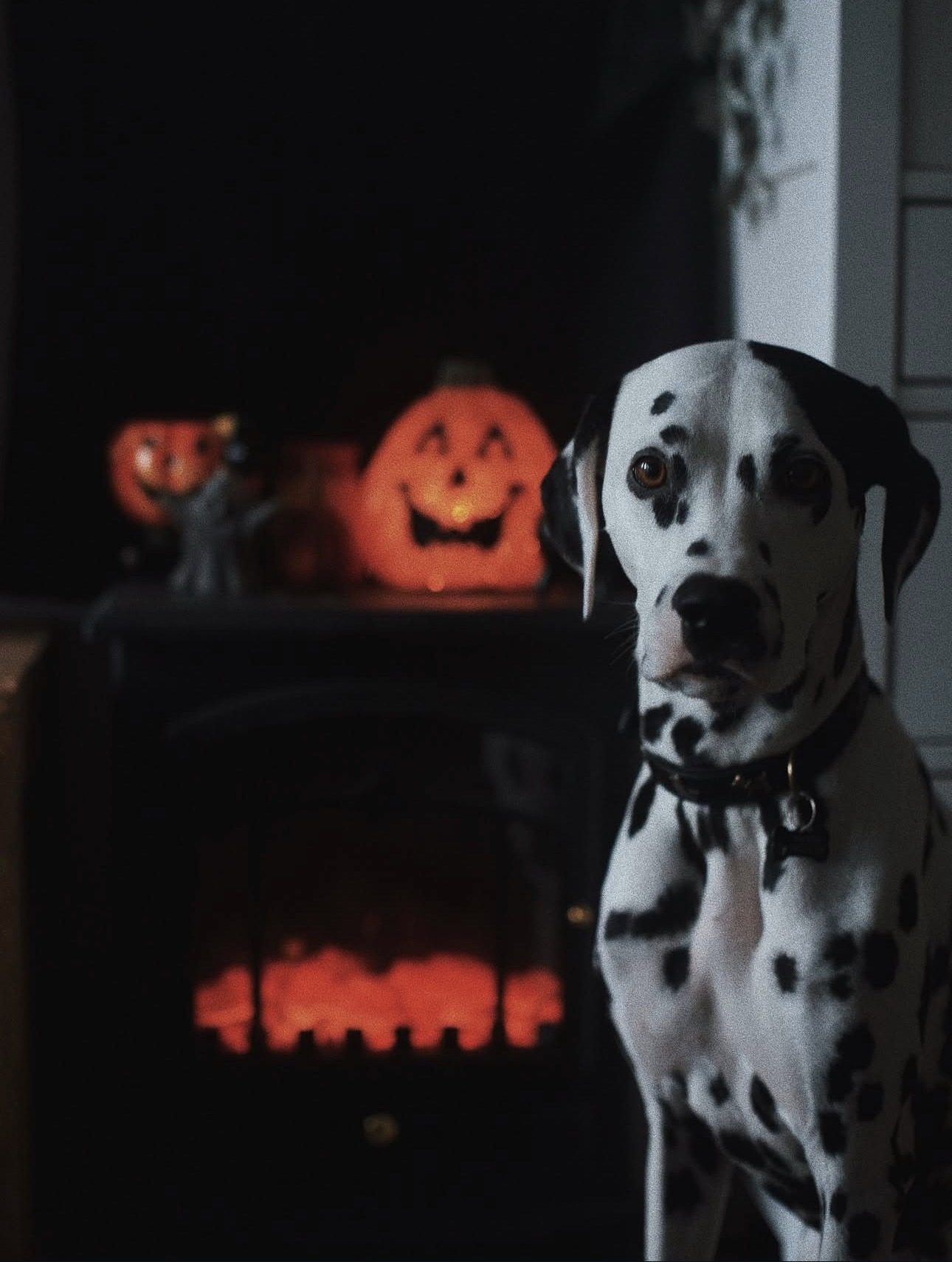 Perro Dálmata con calabazas de Halloween